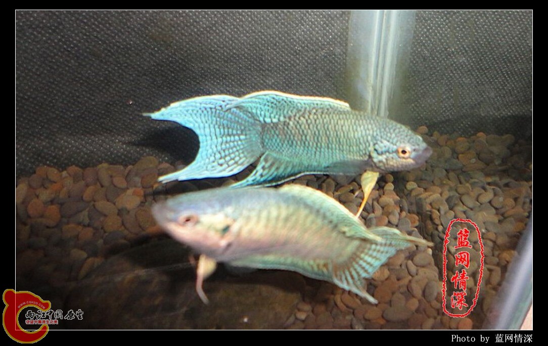 13副本 [1024x768].jpg