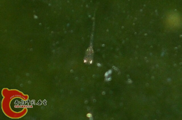 CSC_0838.JPG