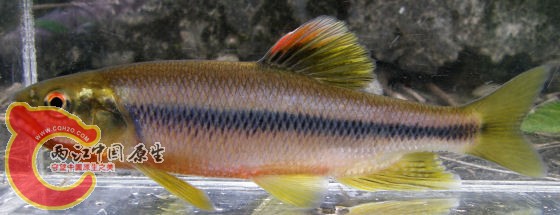 Nipponocypris_temminckii 谈氏纵纹鱲.jpg