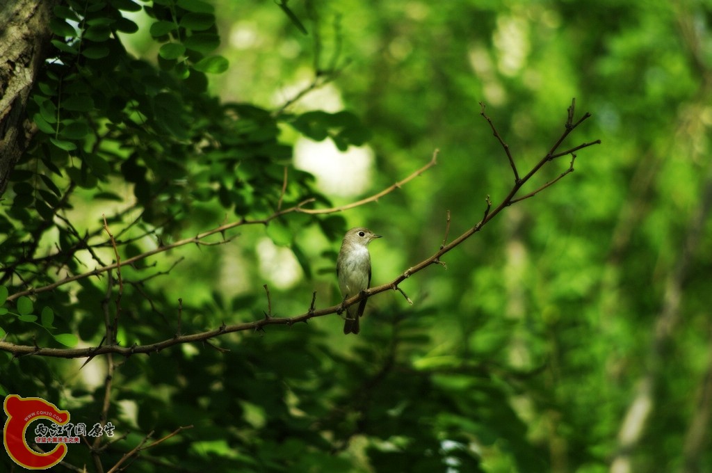 _IGP3839_conew1.jpg
