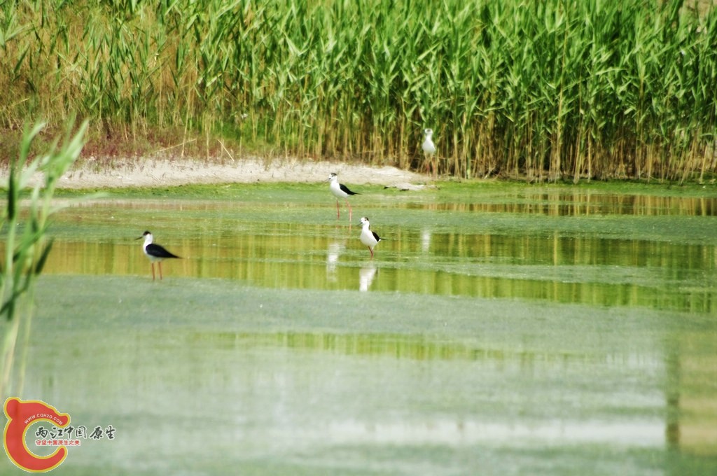 _IGP4621_conew1.jpg