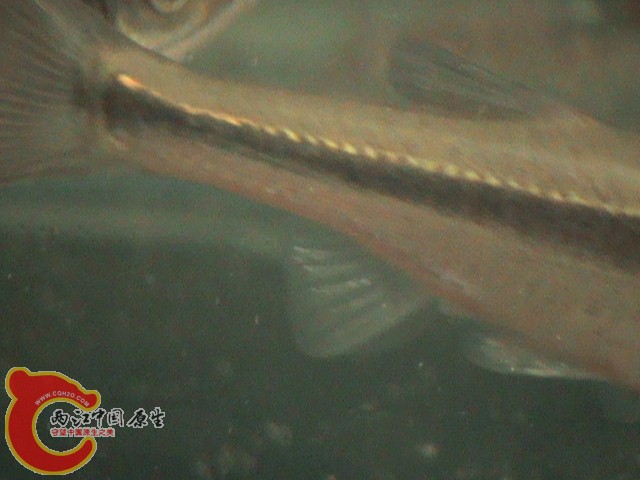DSC00892.JPG