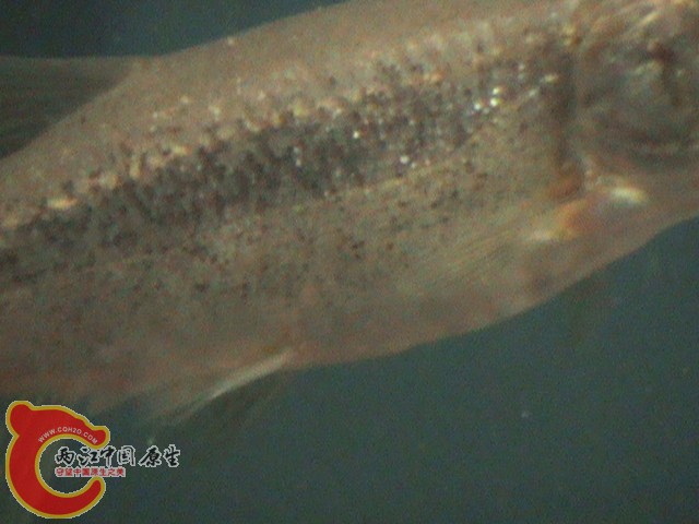 DSC00935.JPG