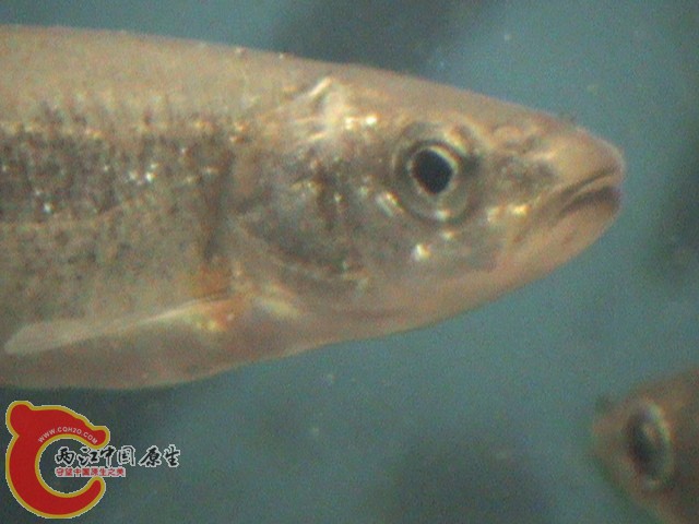 DSC00937.JPG
