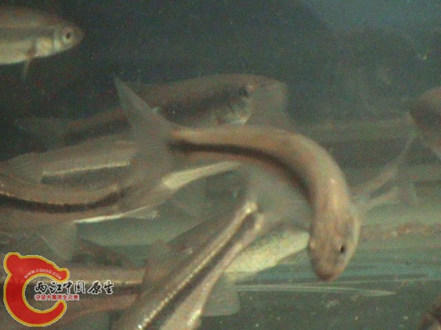 DSC00930.JPG