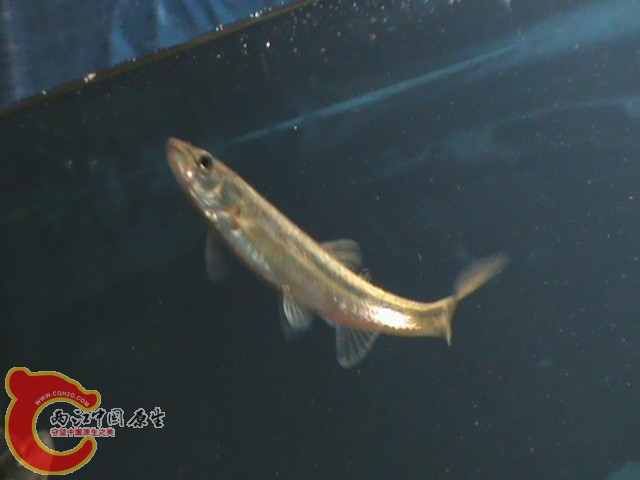 DSC00990.JPG