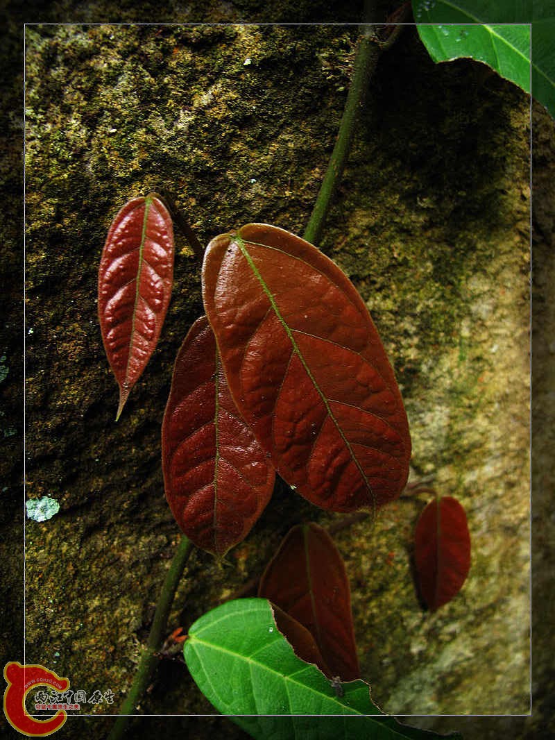 nEO_IMG_药王山 059.jpg