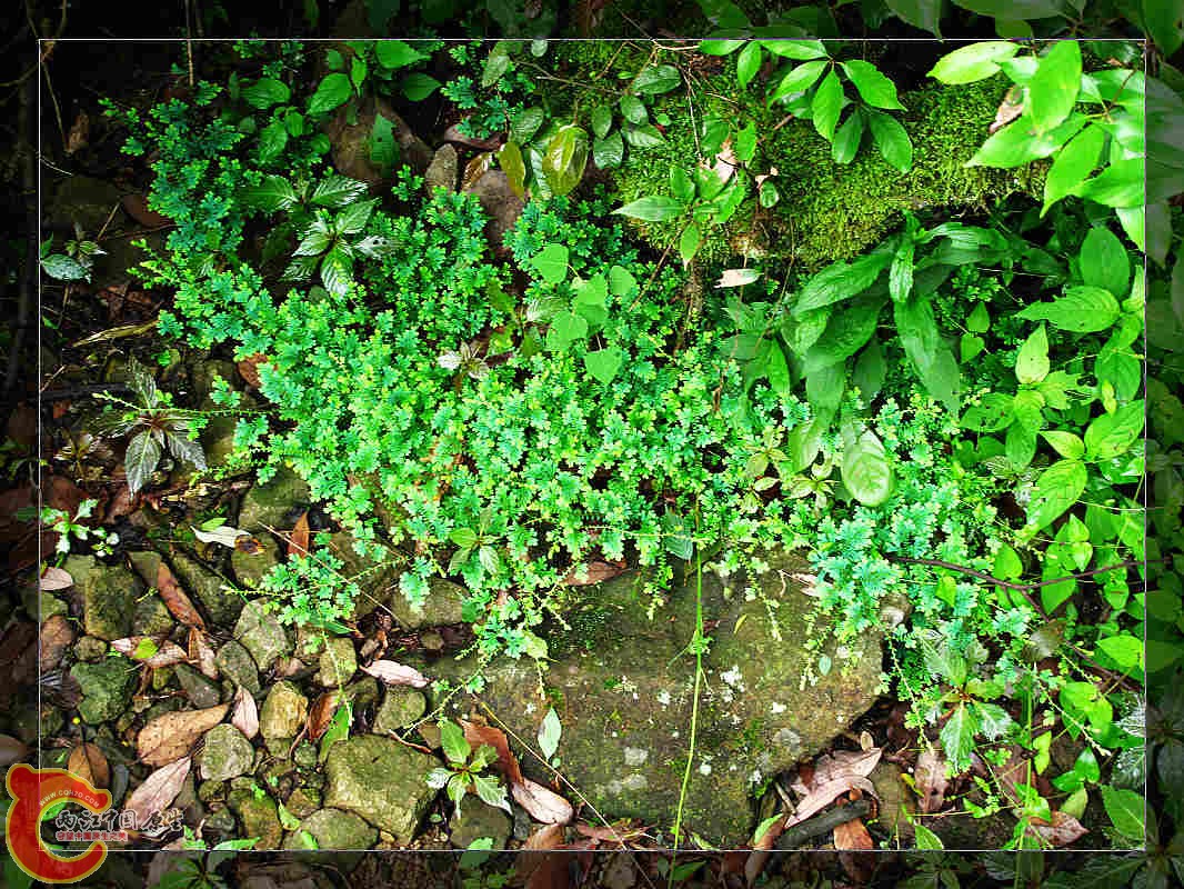 nEO_IMG_药王山 157.jpg