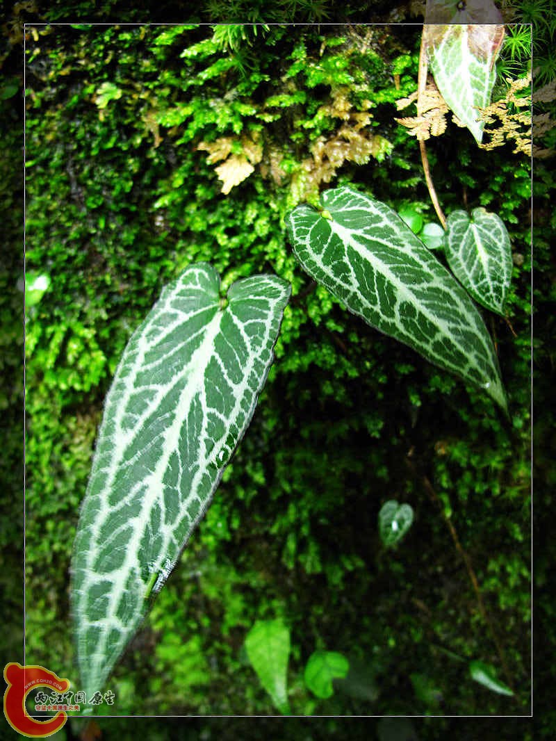 nEO_IMG_药王山 159.jpg