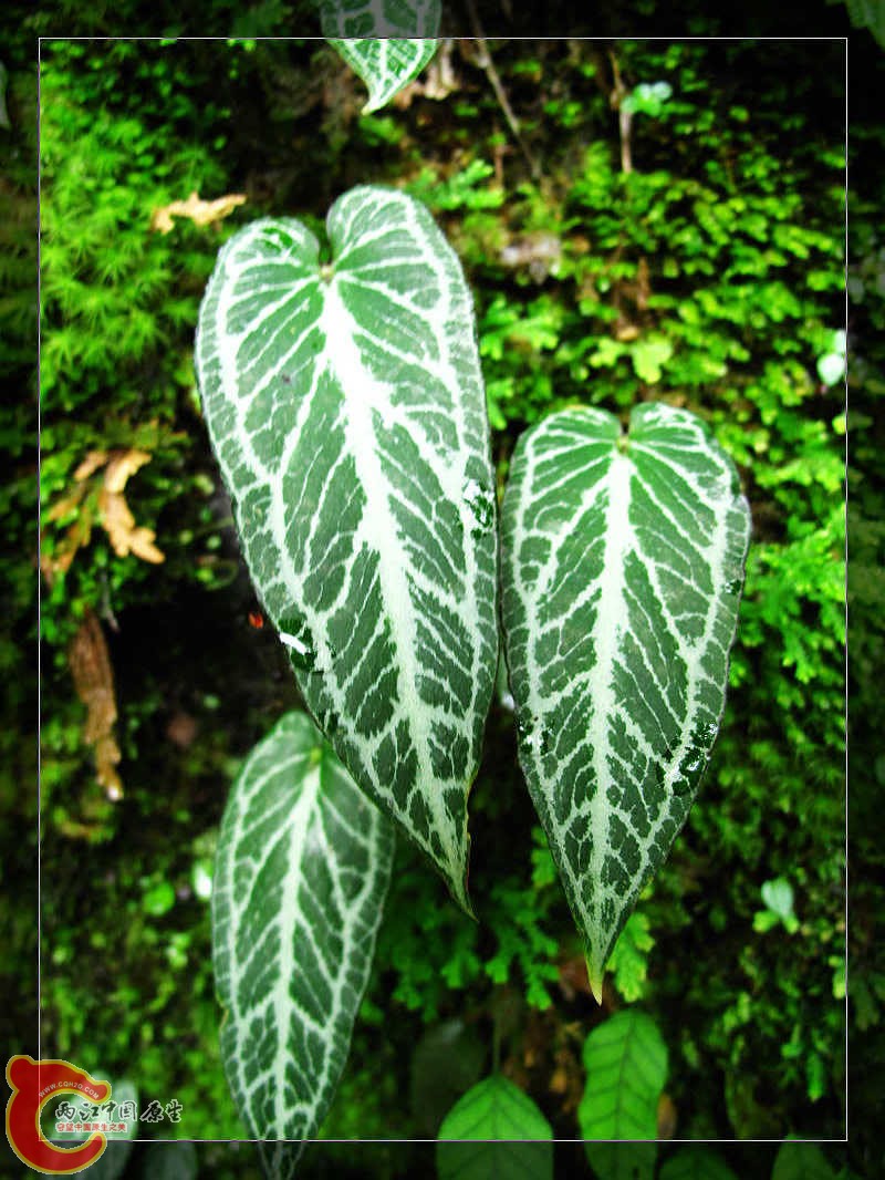 nEO_IMG_药王山 160.jpg