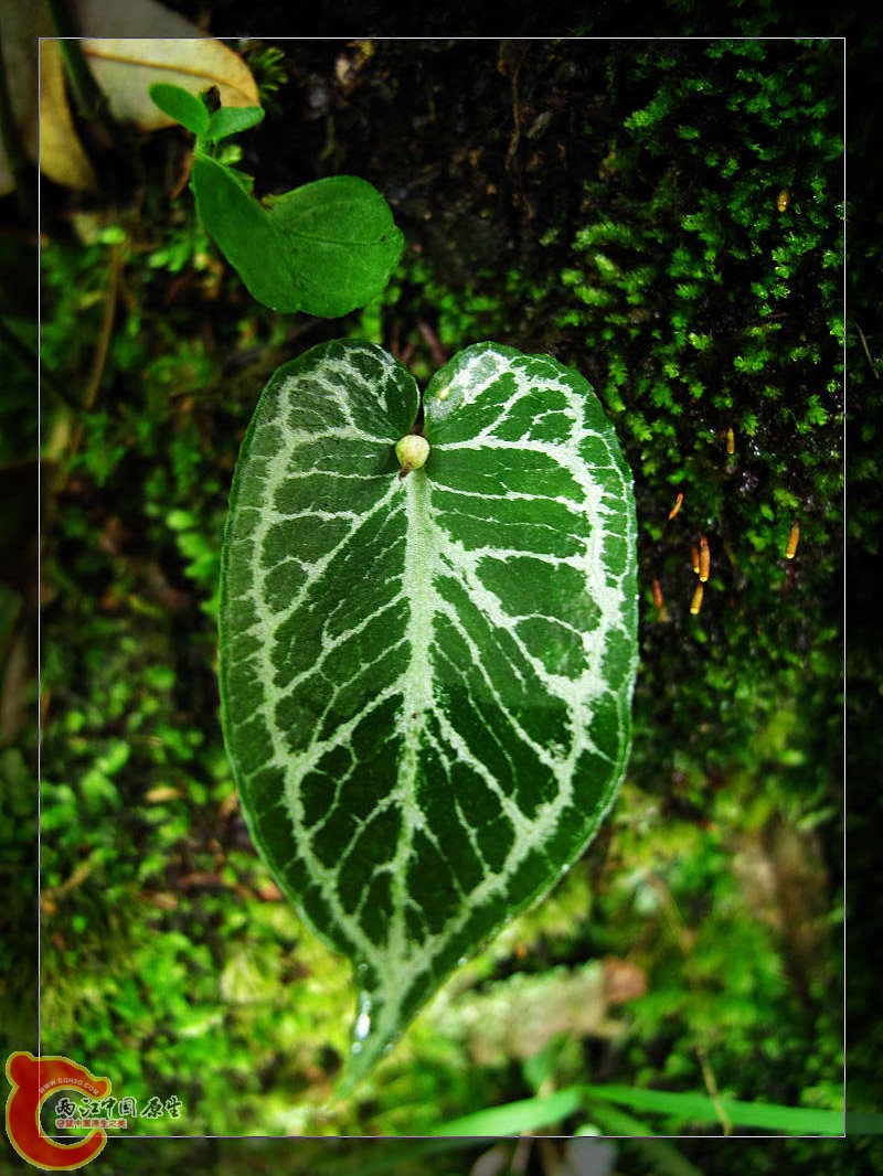nEO_IMG_药王山 246.jpg