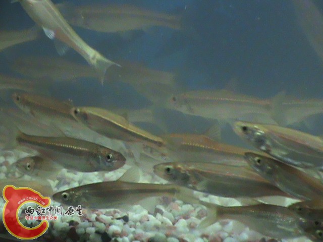 DSC01199.JPG