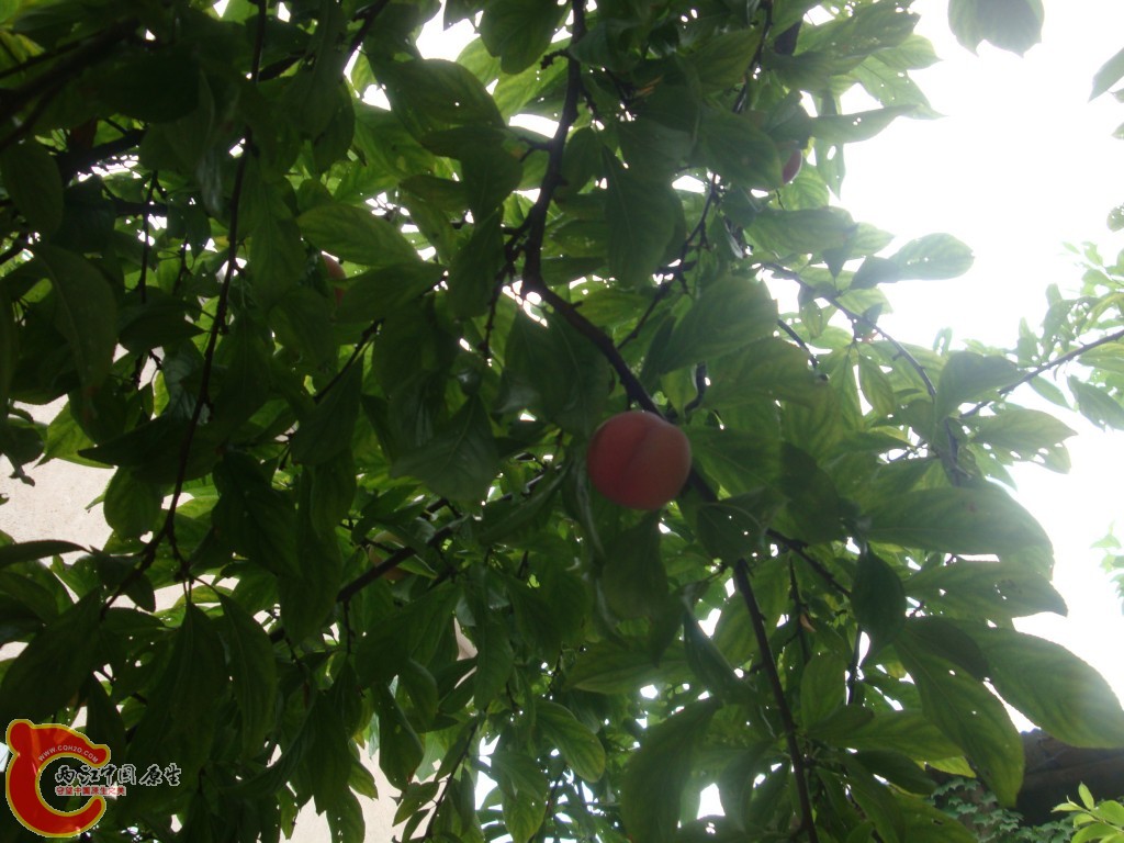 conew_dsc09636.jpg