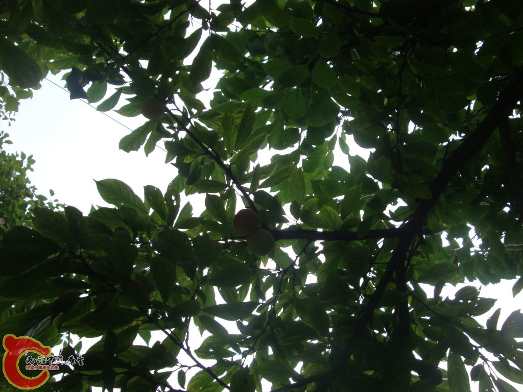conew_dsc09637.jpg