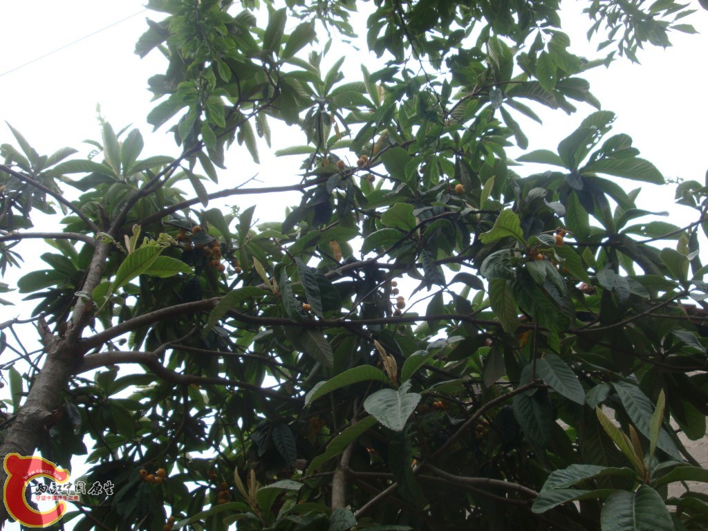 conew_dsc09646.jpg
