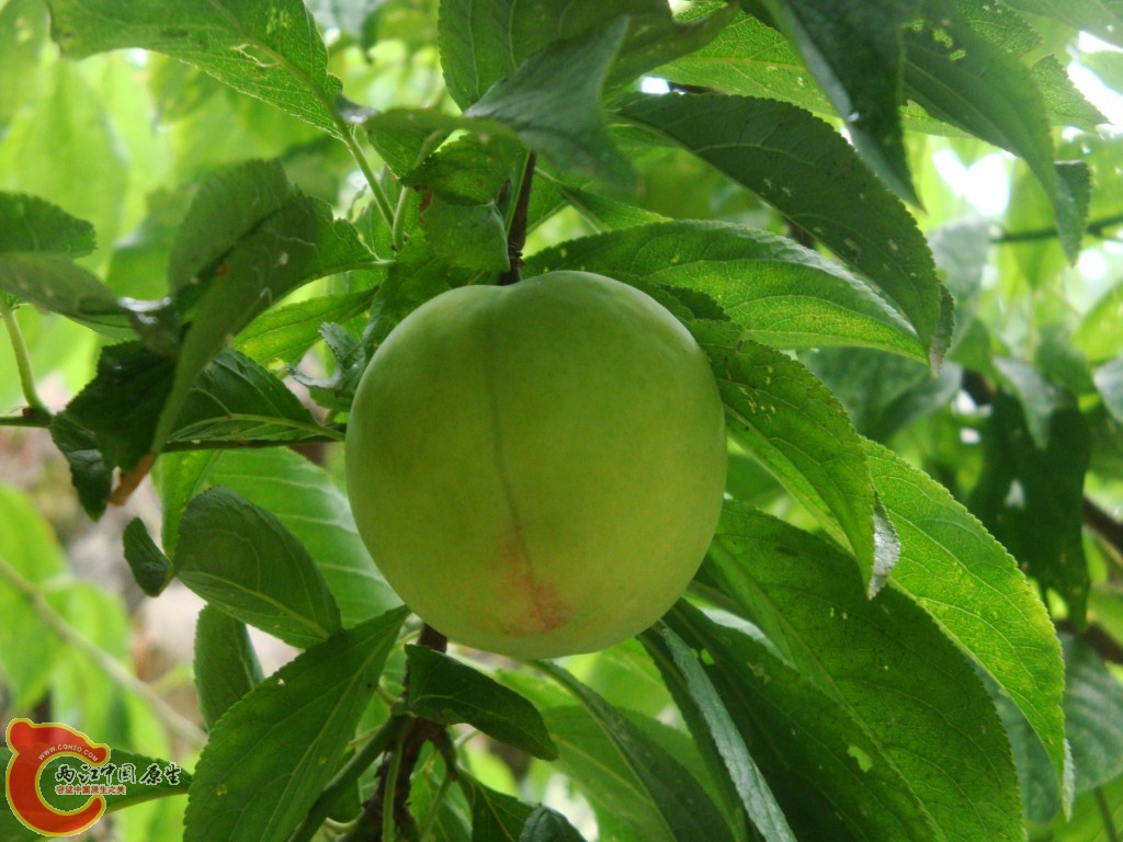 conew_dsc09656.jpg
