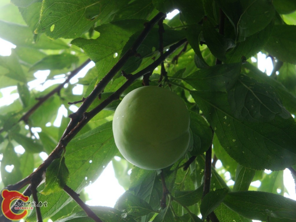 conew_dsc09660.jpg