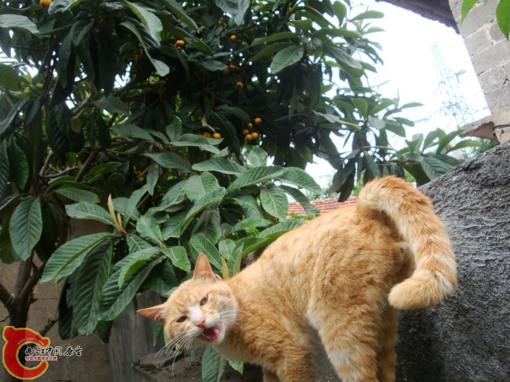 conew_dsc09662.jpg