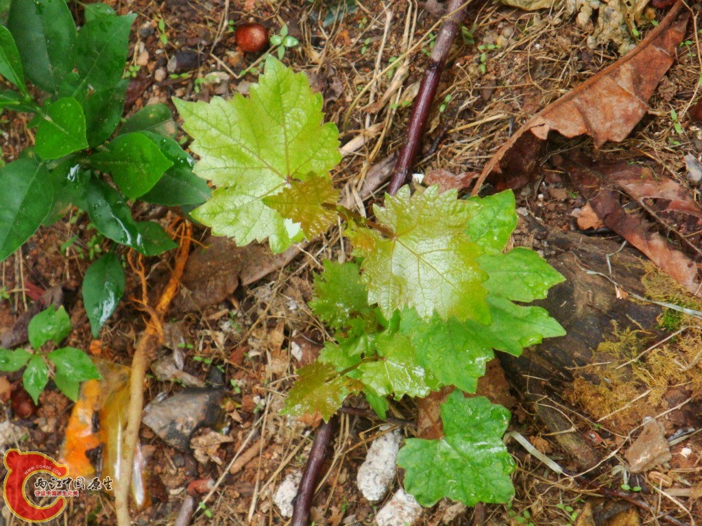 conew_dsc09664.jpg
