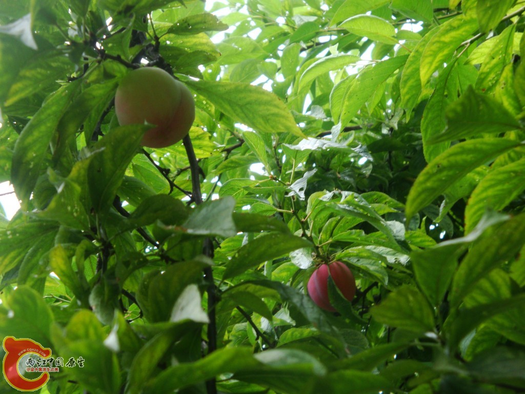 conew_dsc09670.jpg
