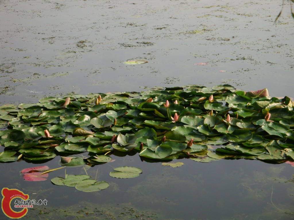 conew_dsc09405.jpg
