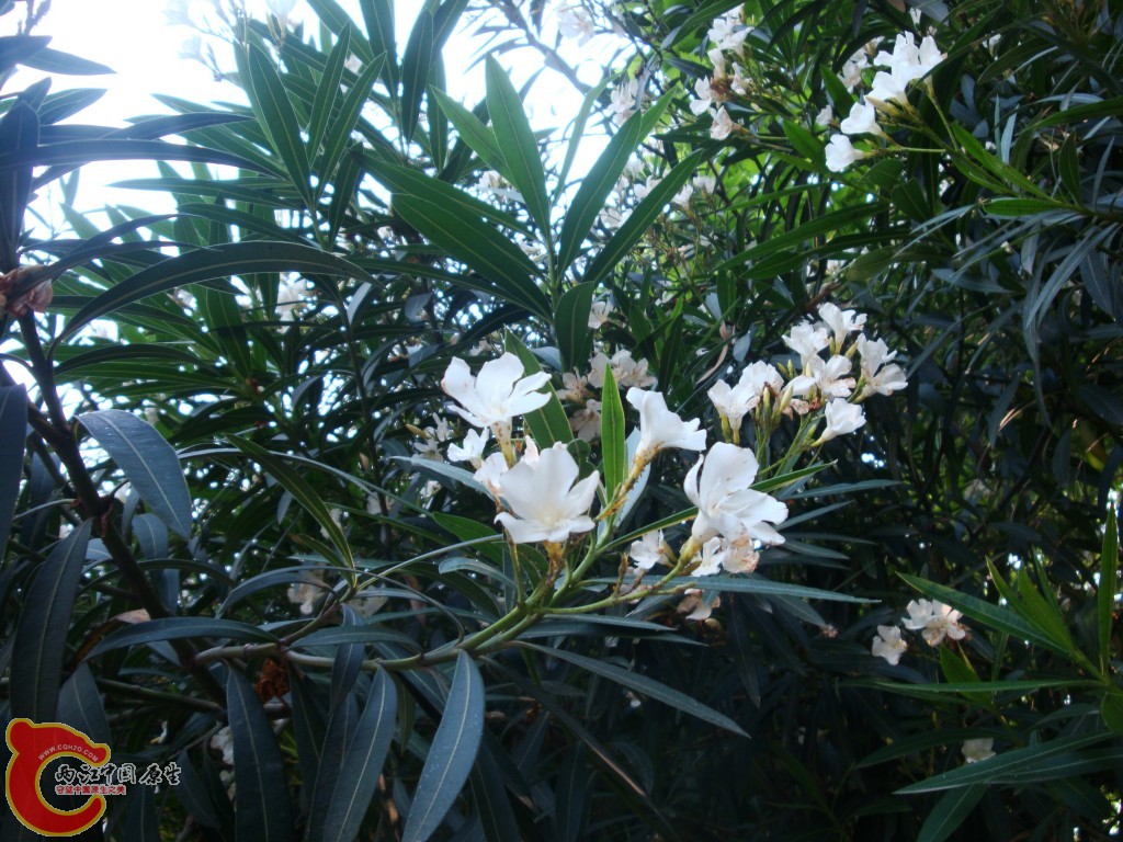 conew_dsc09467.jpg