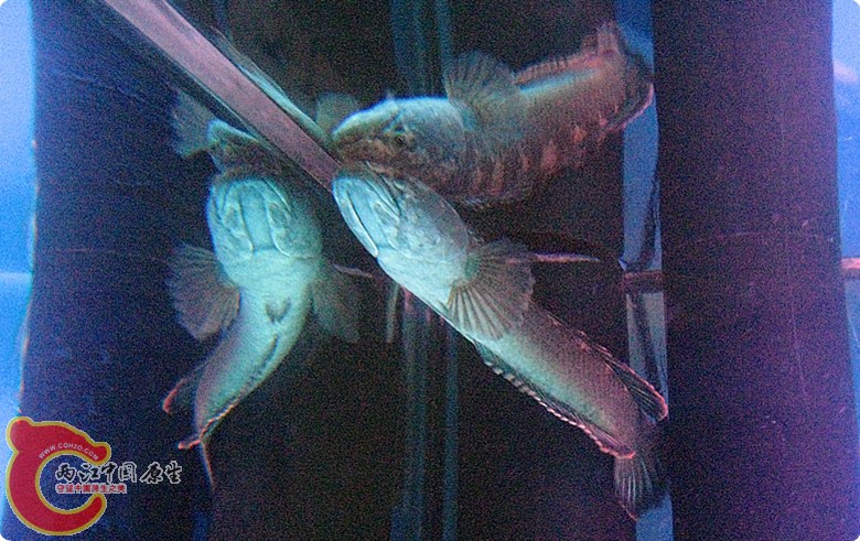 IMG_5687_副本.jpg