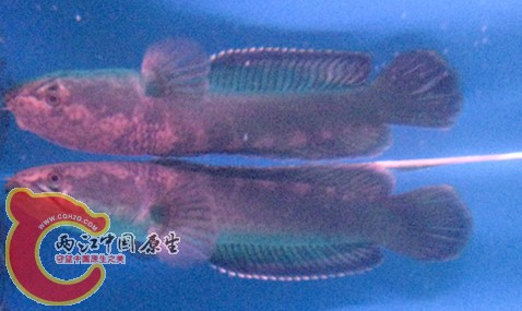 IMG_5690_副本.jpg