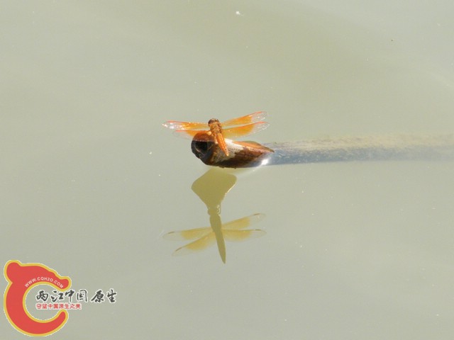DSCF5801.jpg