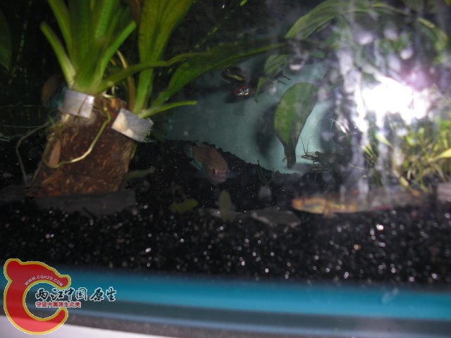 小傢伙還有蝦虎