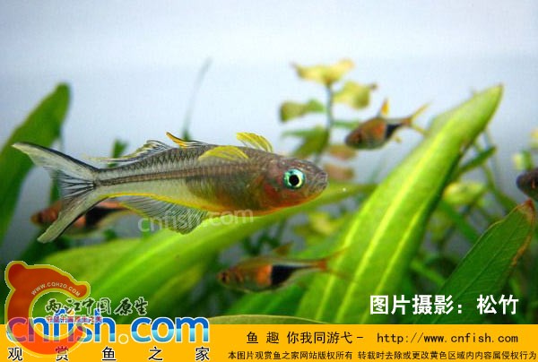霓虹燕子.jpg