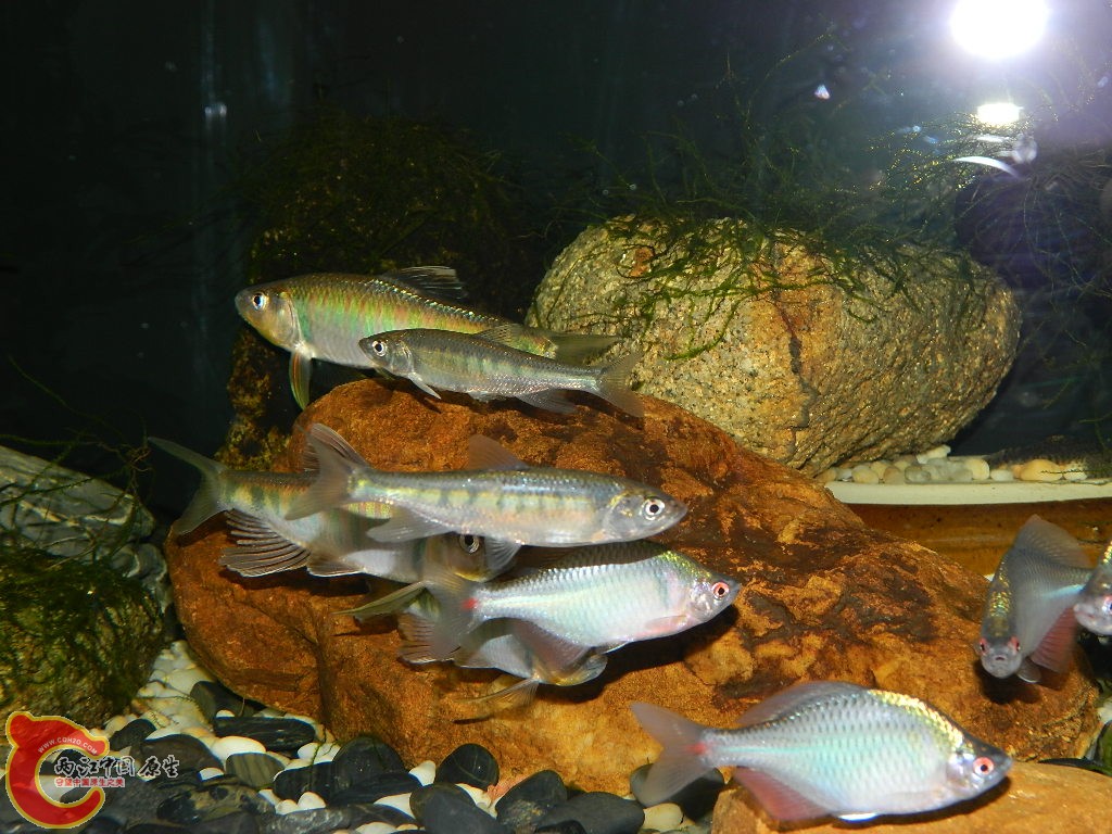 DSCN0968.JPG