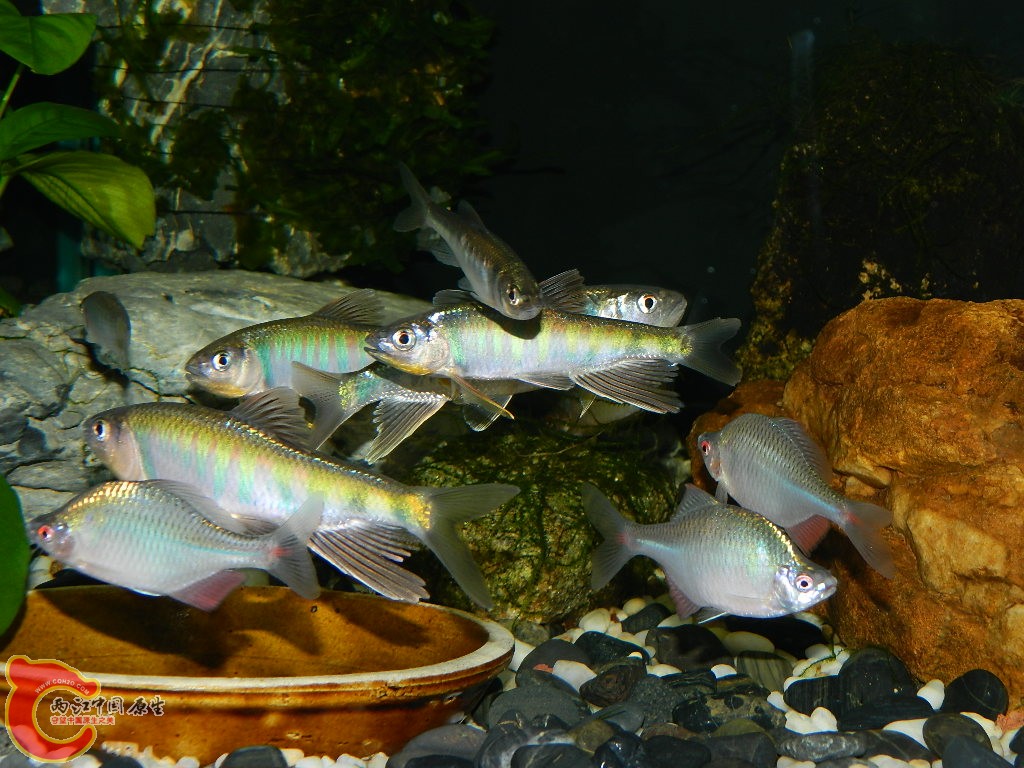 DSCN0972.JPG