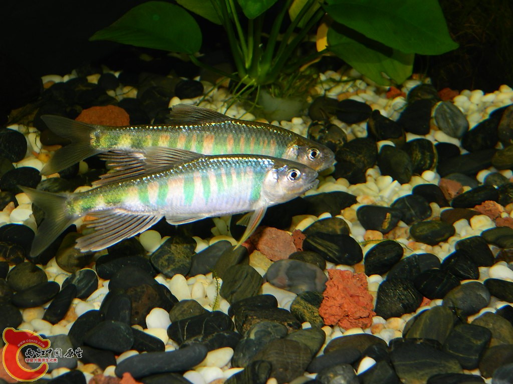 DSCN1033.JPG