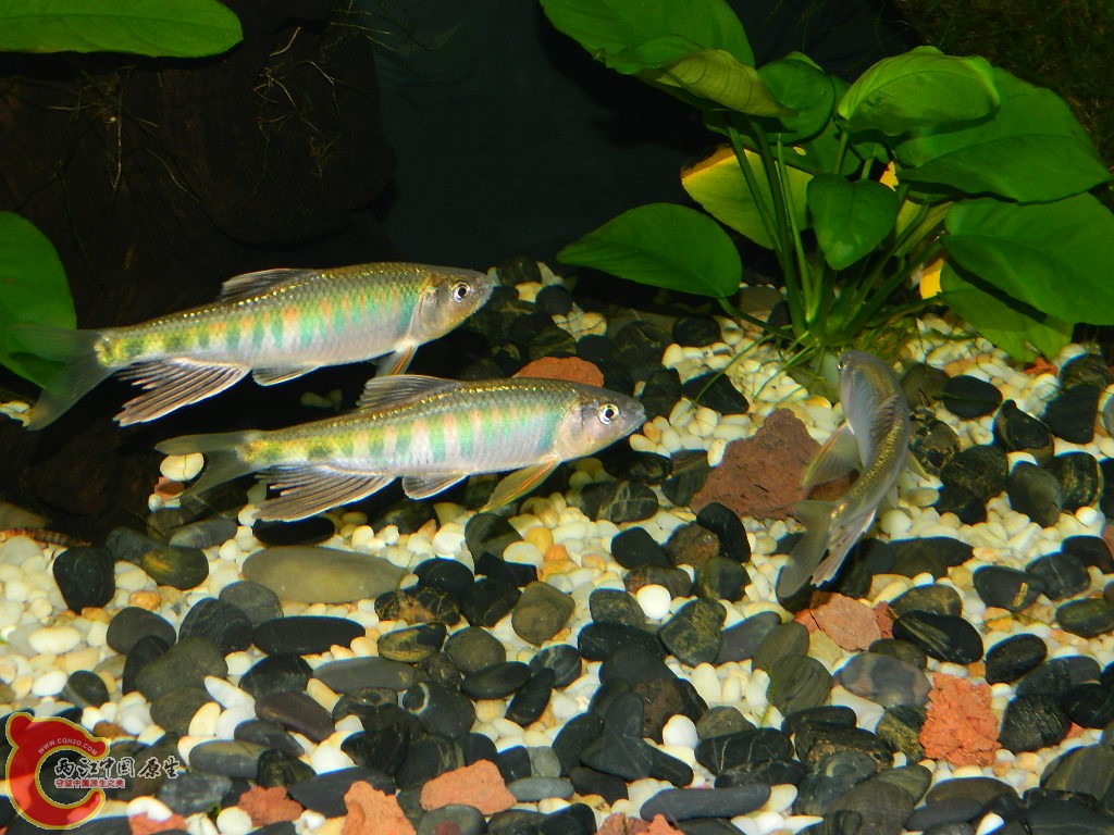 DSCN1036.JPG