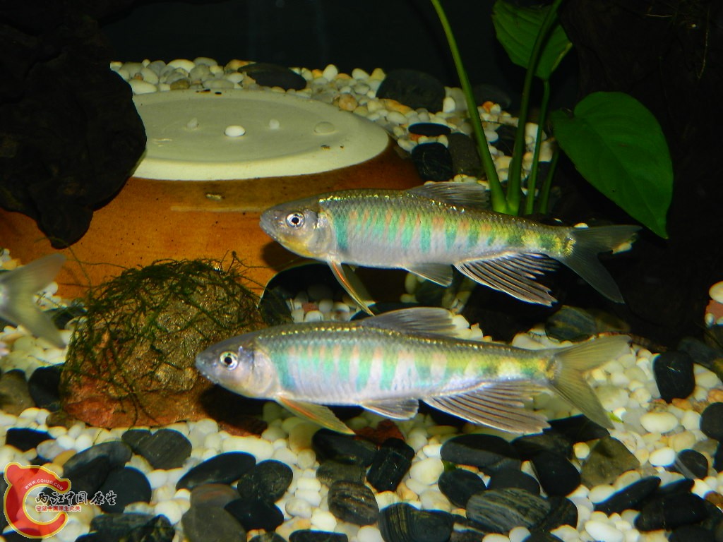 DSCN1037.JPG
