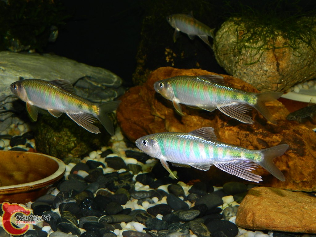 DSCN1041.JPG