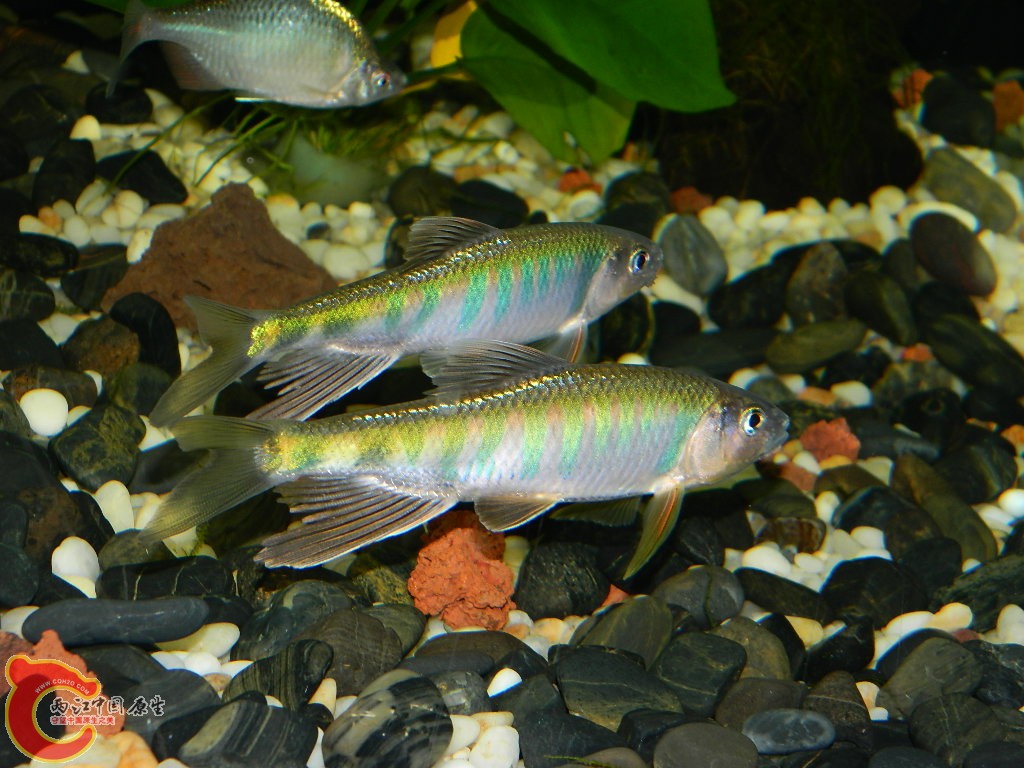 DSCN1046.JPG