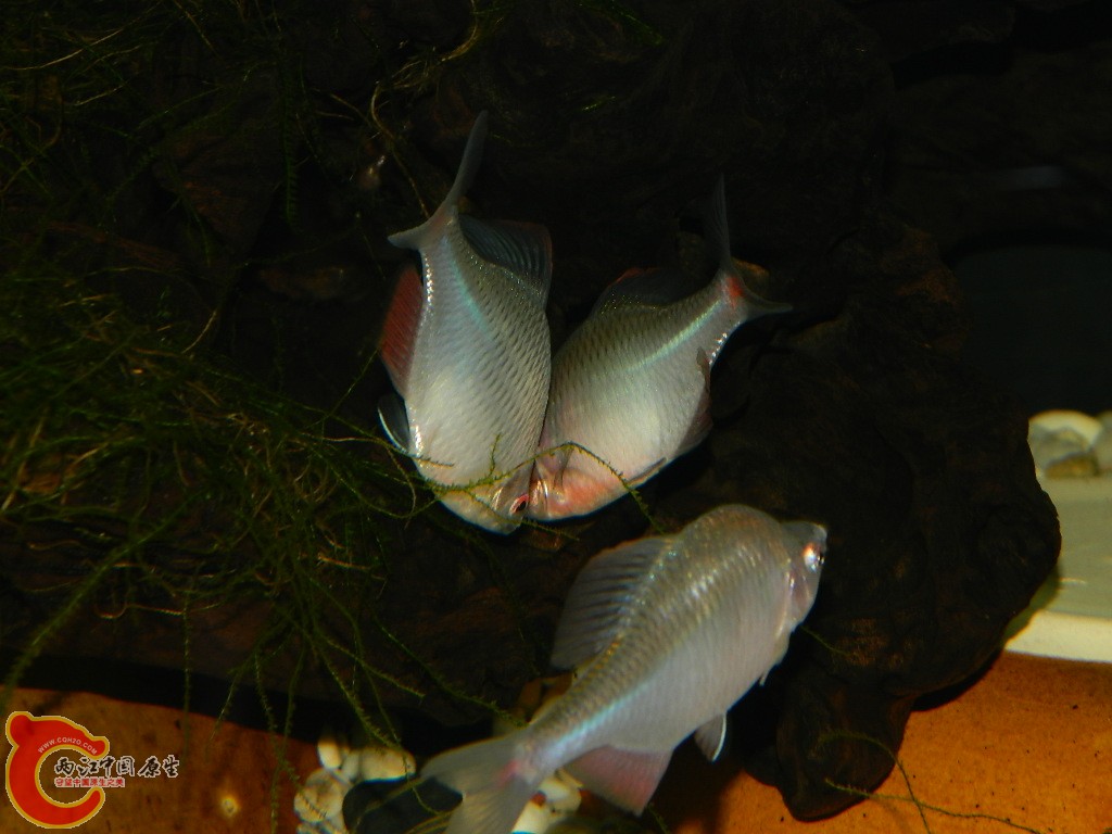 DSCN1054.JPG