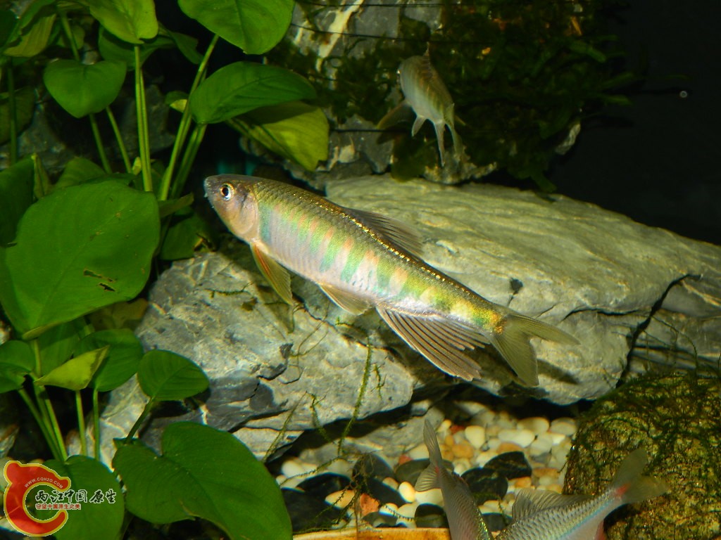 DSCN1062.JPG