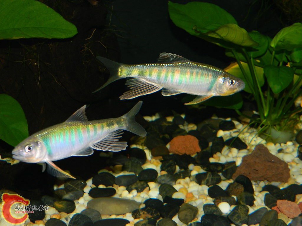 DSCN1063.JPG