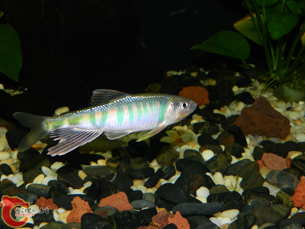 DSCN1069.JPG