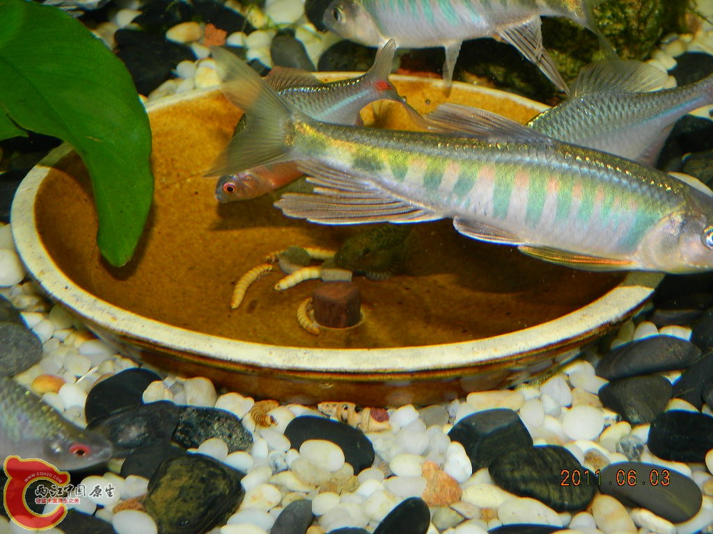 DSCN1075.JPG