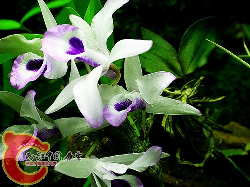 石斛兰-2011.06.05.jpg