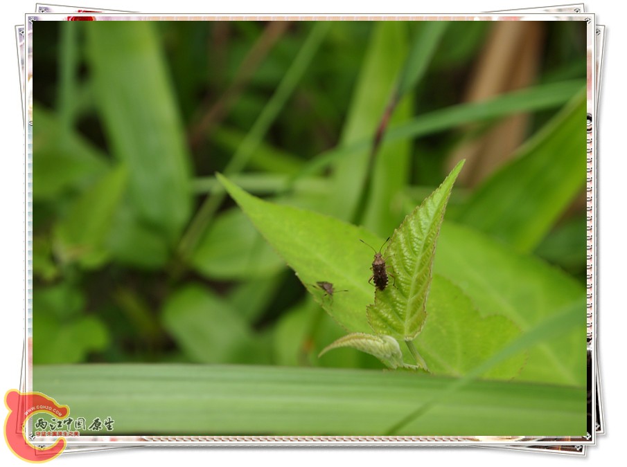 P6041881_副本.jpg