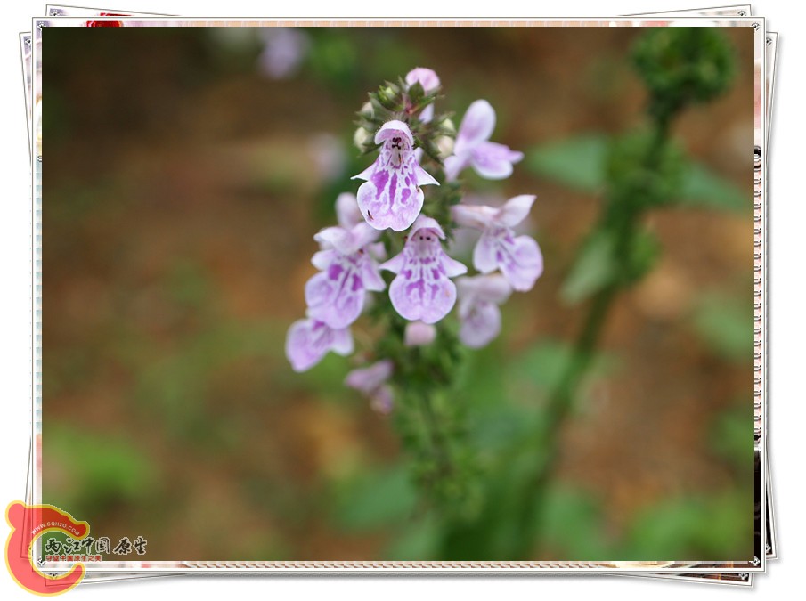 P6041882_副本.jpg