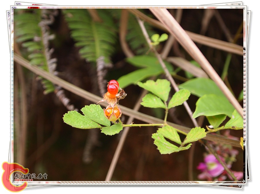 P6041905_副本.jpg