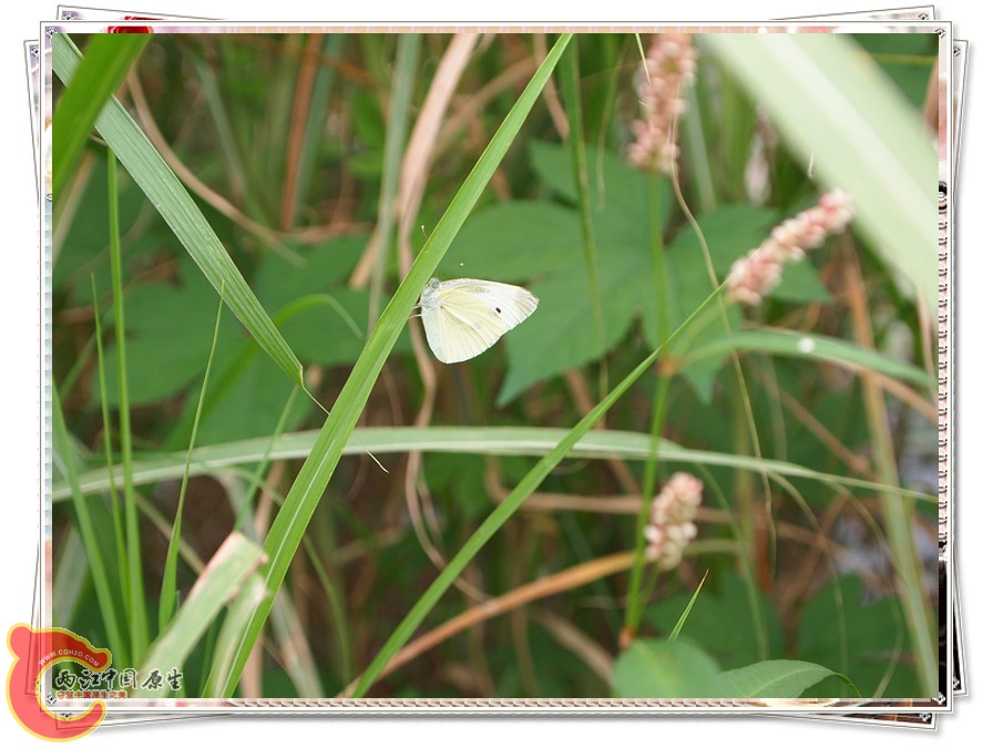 P6051947_副本.jpg
