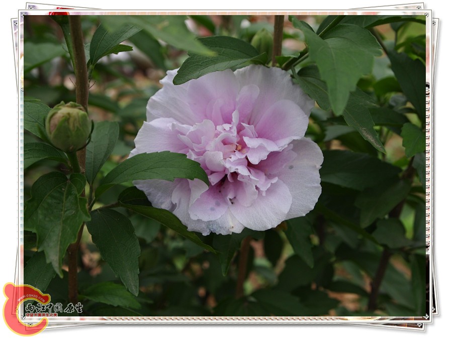 P6051948_副本.jpg