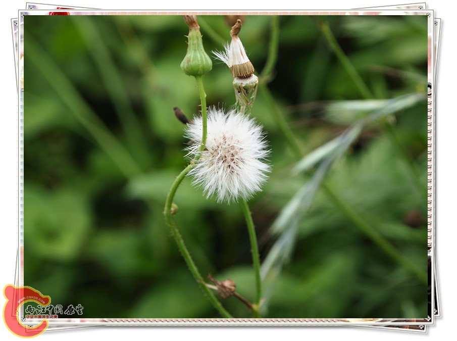 P6051951_副本.jpg